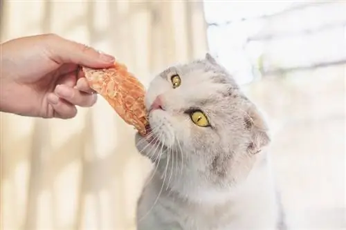 Gato comiendo calamares secos