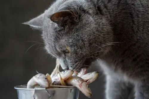 gato mirando pescado crudo