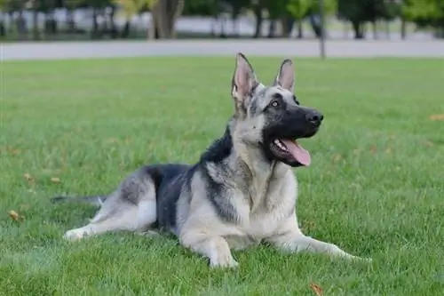 Silberner Deutscher Schäferhund, der auf Gras liegt