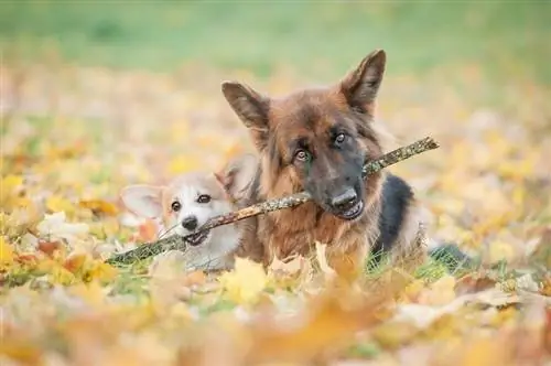 Pembroke welsh corgi puppy na mchungaji wa kijerumani_Rita_Kocmarjova_shutterstock