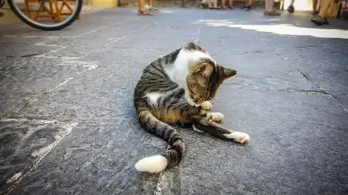 Gato se limpando no chão de concreto