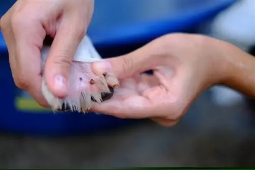 removendo ácaro e pulga da pata do cachorro