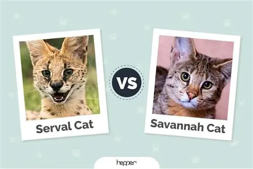 Serval Cat vs Savannah Cat: Vizuelne razlike & Pregled (sa slikama)