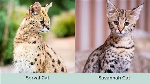 Mačka Serval proti Savannah Cat