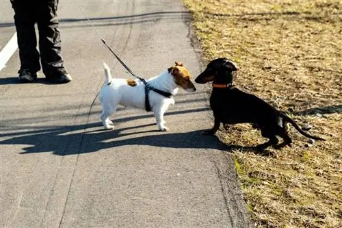 jack russell e bassotto