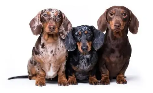 20 Qarışıq Dachshund Cinsləri (Şəkillərlə)