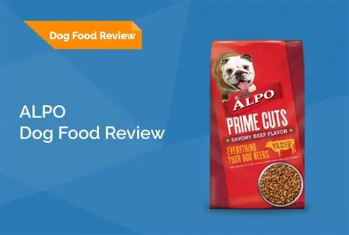 Alpo Dog Food Review 2023: Естеріңізге салады, жақсы жақтары & Кемшіліктері