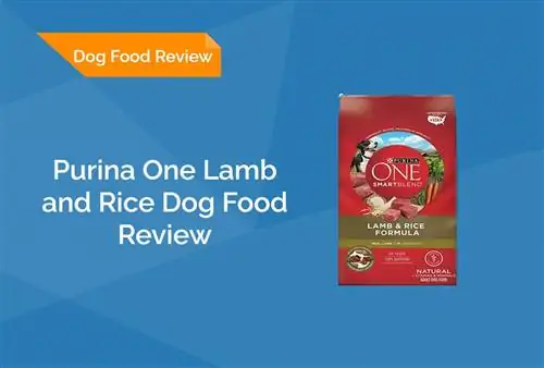 Purina vieno ėriuko ir ryžių šunų maisto apžvalga 2023 m.: prisiminimai, privalumai & trūkumai