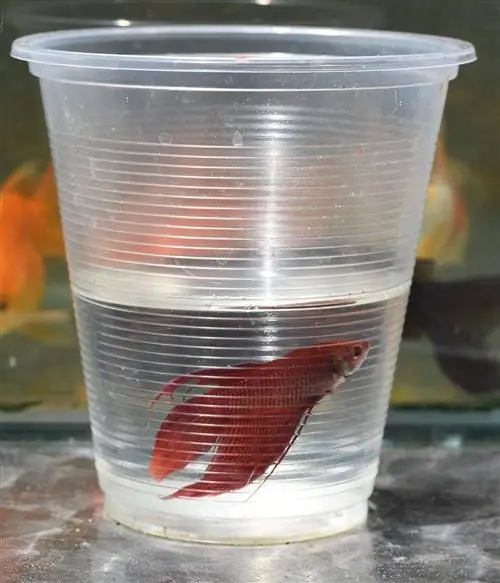 poisson betta dans une tasse