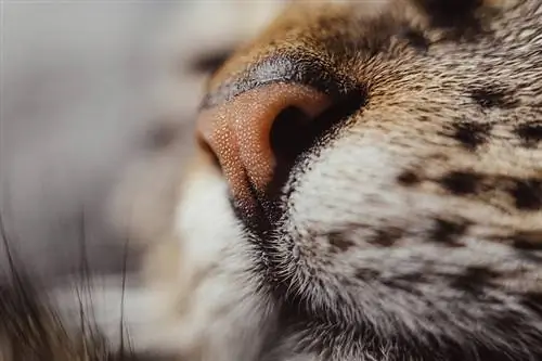 primo piano del naso di un gatto