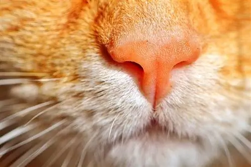 close-up van de neus van een gemberkat