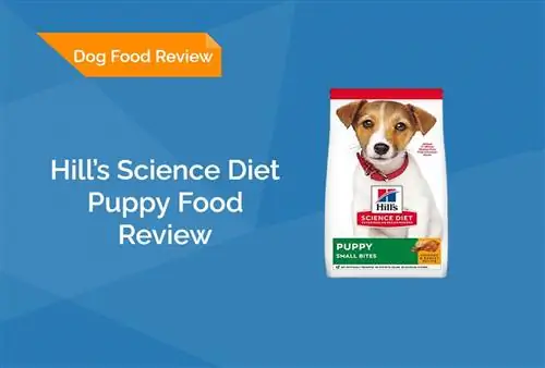 Hill's Science Diet Puppy Food Review 2023: Еске салады, жақсы жақтары & Кемшіліктері