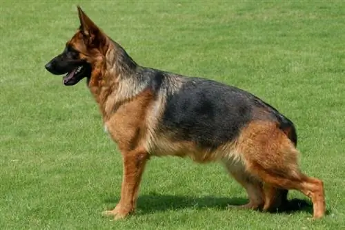 qhia kab german shepherd