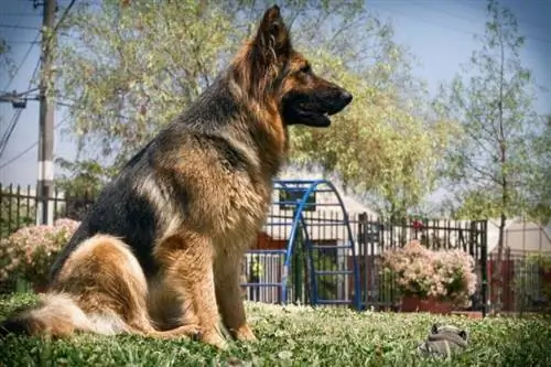 American Show Line German Shepherds