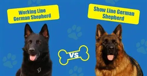 Working Line vs Show Line Mga German Shepherds: Ano ang Pagkakaiba? (may mga Larawan)