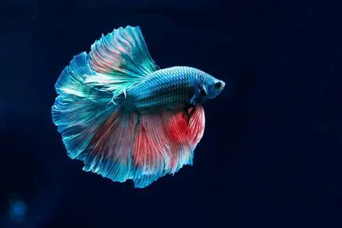 betta fish u mraku