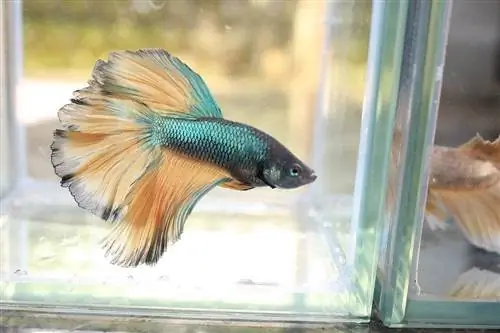 betta balık ışıltılı