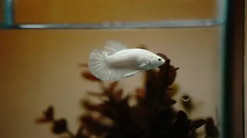 yavru betta