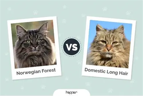 Kucing Hutan Norwegia vs Kucing Rambut Panjang Domestik: Apa Bedanya?