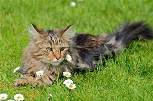 kucing hutan norwegian bertompok coklat bertompok berbaring di atas rumput