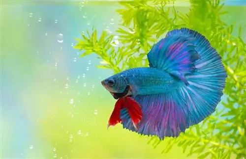 double tail betta fish