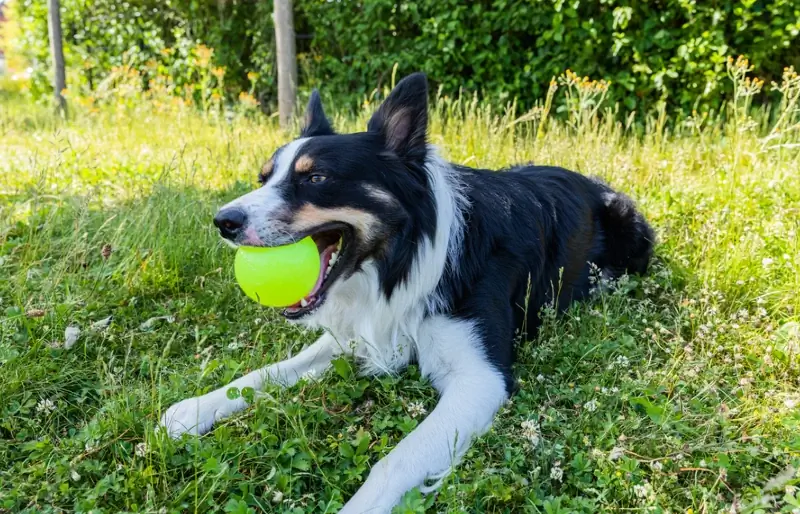 câine ciobanesc galez întins pe iarbă cu o jucărie cu minge în gură