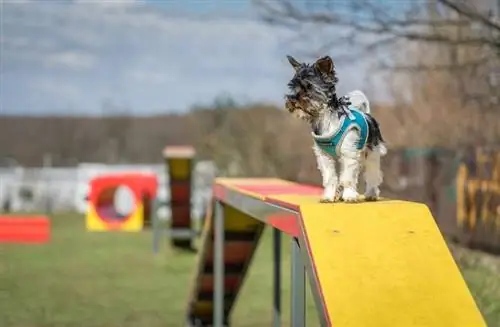 behendigheidsspeeltuin voor honden