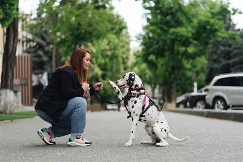 dalmatische hondentraining