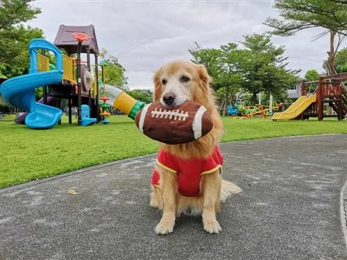 golden retriever futbol