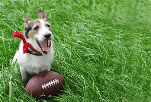 100+ ονόματα σκύλων εμπνευσμένα από το Football: Ideas for Athletic & Tenacious Dogs