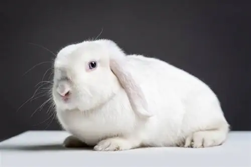 arnab lop german putih