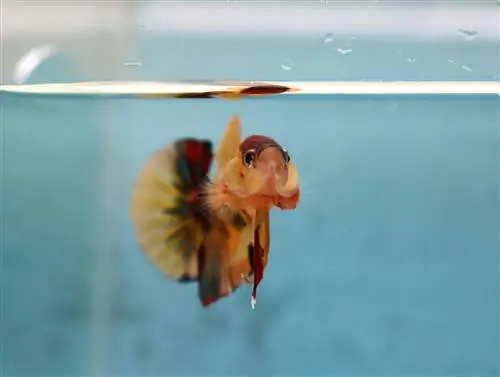 koi betta en tanque claro