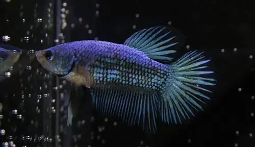 betta azul en un tazón oscuro