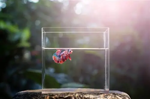 Un único betta azul y rojo en un tanque vacío, con una escena natural de fondo