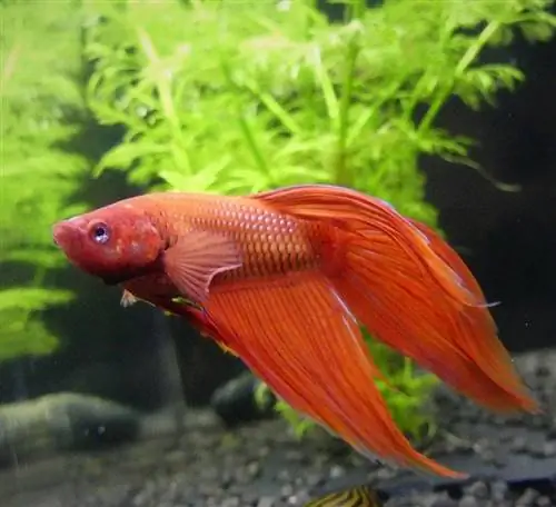 Tamaño del tanque de peces Betta: ¿Qué tamaño de tanque necesitan los peces Betta?