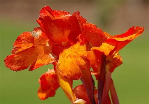 Canna zanbaq