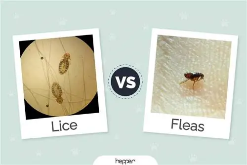 Cat Lice vs Fleas: Kuv Miv Muaj Dab Tsi? Qhov txawv yog dab tsi