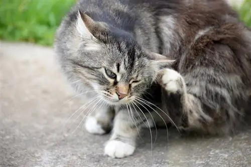 Gatto con le pulci