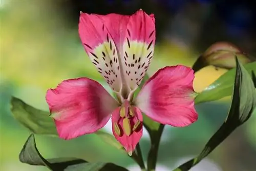 Je Alstroemeria toxická pro kočky? Udržování vaší kočky v bezpečí