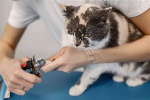 Kedi bakıcısı, bakım seansı sırasında bir kedinin tırnaklarını keser