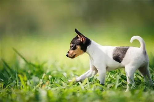 cachorro taco terrier