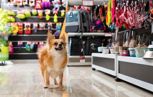 perro paseando en una tienda de mascotas con fondo de estantes con accesorios para perros y juguetes