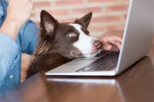 chien regardant un ordinateur