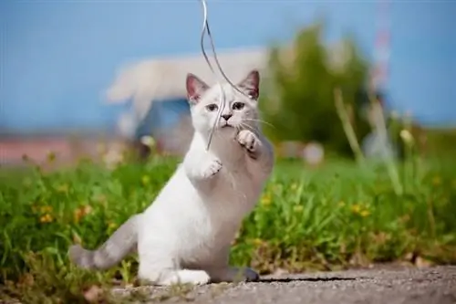 Munchkin Cat igra