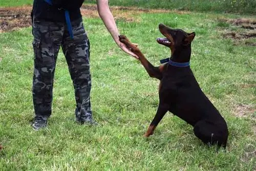 Köpek eğitimi, kahverengi Doberman parkta oturuyor ve sahibine bakıyor.