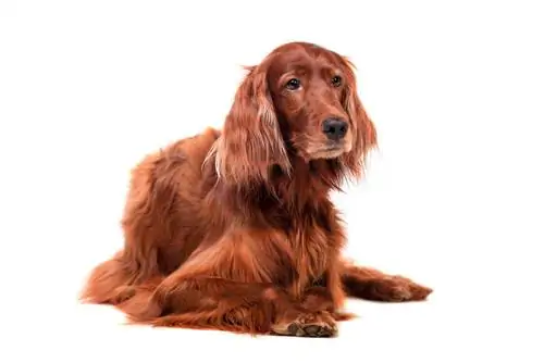 Roter Irish Setter