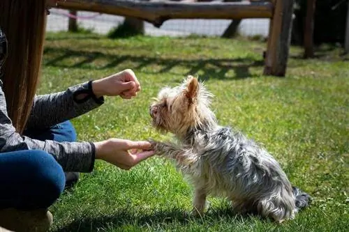 küçük bir köpeği eğiten kişi