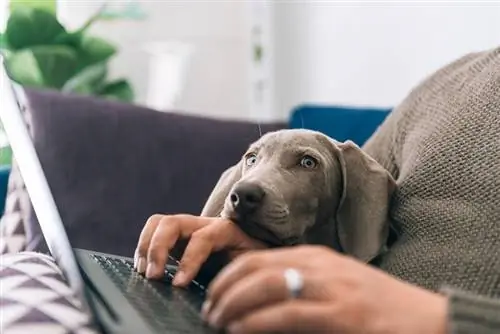 Dog opsit eienaar skootrekenaar skoot