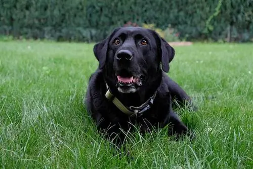 Labrador retriever preto na grama