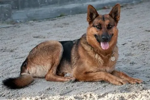 tysk gjeterhund liggende på sand